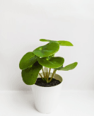 Basic white vase Image